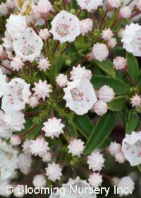 Kalmia latifolia 'Elf'